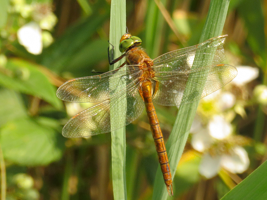 Norfolk Hawker dragonfly